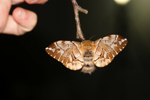 Endromis versicolora