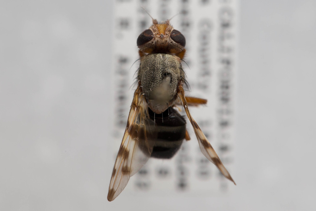 Narrow-Banded Picture-Winged Fly