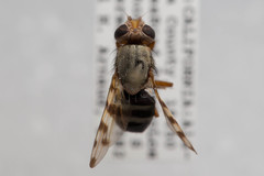 Narrow-Banded Picture-Winged Fly
