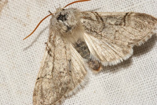 Achlya flavicornis