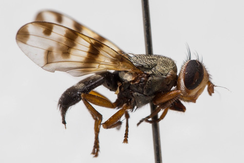 Narrow-Banded Picture-Winged Fly photo 2