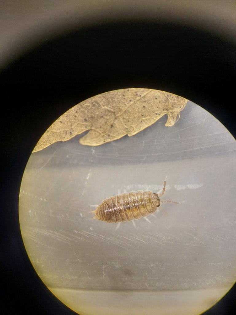 Trichorhina argentina