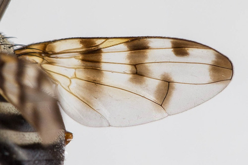 Narrow-Banded Picture-Winged Fly photo 3