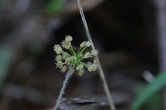 Hydrocotyle elongata