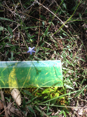 Wahlenbergia violacea