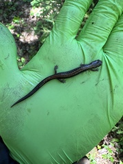 Plethodon cinereus image
