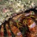 Mauve Eyed Hermit Crab - Photo (c) Tony Strazzari, some rights reserved (CC BY-NC), uploaded by Tony Strazzari