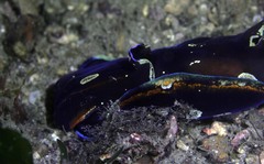 Philinopsis speciosa