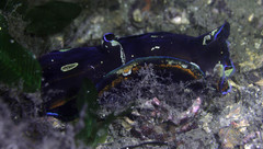 Philinopsis speciosa