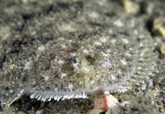 Aseraggodes lenisquamis