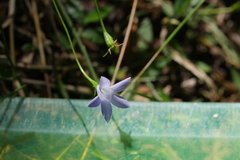 Wahlenbergia violacea