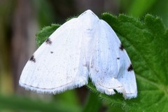 Lomographa bimaculata