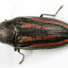 Lined Buprestid Beetle - Photo (c) cotinis, some rights reserved (CC BY-NC-SA)