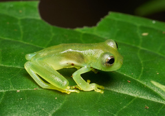 Centrolenidae