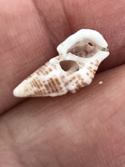 Cerithium litteratum