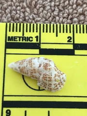 Cerithium litteratum