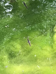 Aquarius elongatus