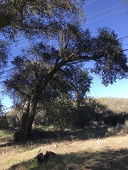Quercus agrifolia oxyadenia