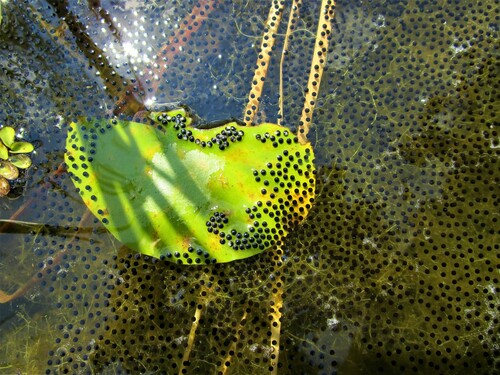 North American Green Frog, photo 10 of 10