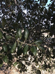 Quercus agrifolia oxyadenia