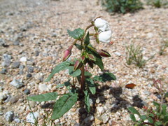 Chylismia claviformis claviformis
