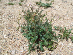 Chylismia claviformis claviformis