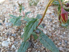 Chylismia claviformis claviformis