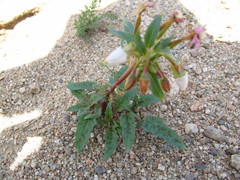 Chylismia claviformis claviformis