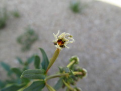 Chylismia claviformis claviformis