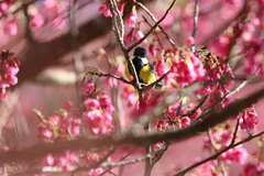 Parus monticolus