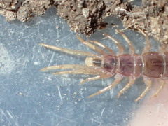 Gosibius paucidens