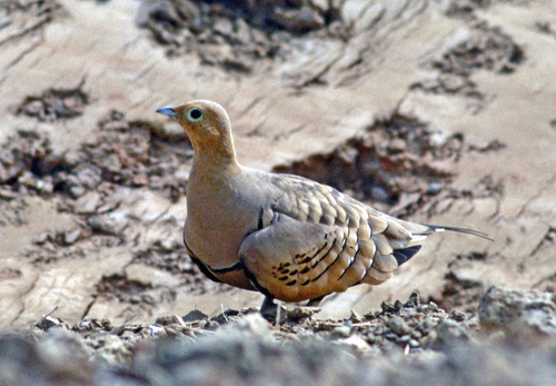 Chestnut-bellied Sandgrouse
