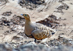Chestnut-Bellied Sandgrouse photo 5
