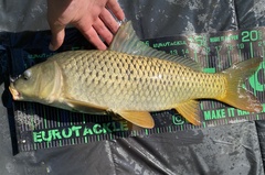 Common Carp photo 6