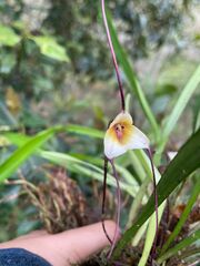 Dracula citrina