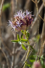 Monardella robisonii