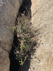 Monardella robisonii