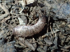 Allacrotelsa spinulata