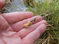 Carex nudata