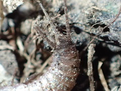 Allacrotelsa spinulata