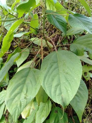 Acalypha amentacea