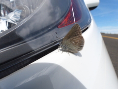 Satyrium semiluna
