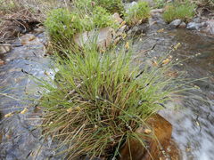 Carex nudata