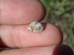 Novisuccinea ovalis