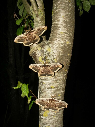 Giant peacock moth