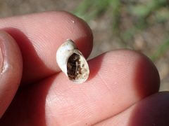 Novisuccinea ovalis