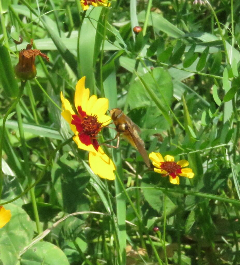 Bee Flies from 431 E Rd, Milton, VT 05468, USA on August 2, 2023 at 11: ...