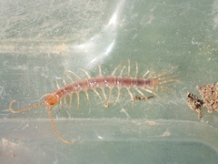 Gosibius paucidens