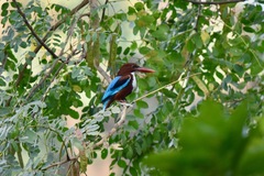 Halcyon smyrnensis