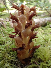 Kopsiopsis hookeri